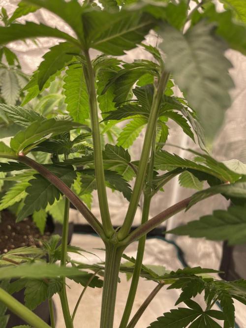 Purple Overload. Week 6