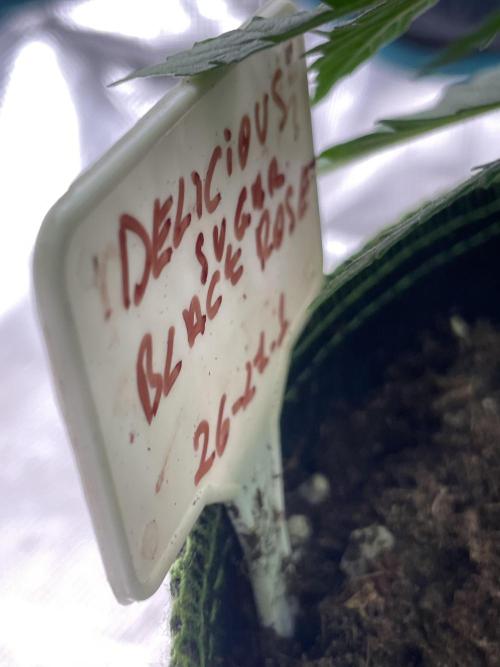 Sugar black rose 🥀. Week 6