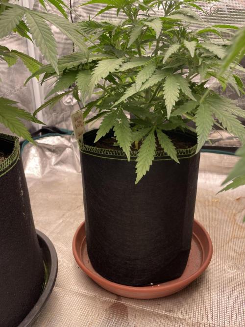 Sugar black rose 🥀. Week 6