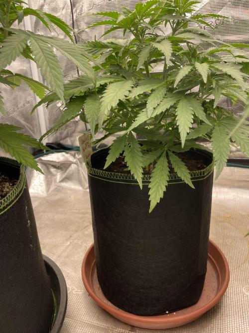 Sugar black rose 🥀. Week 6