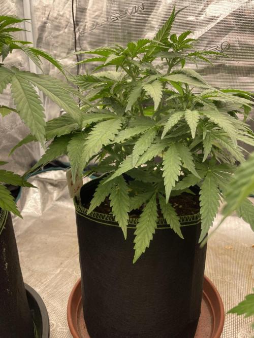 Sugar black rose 🥀. Week 6
