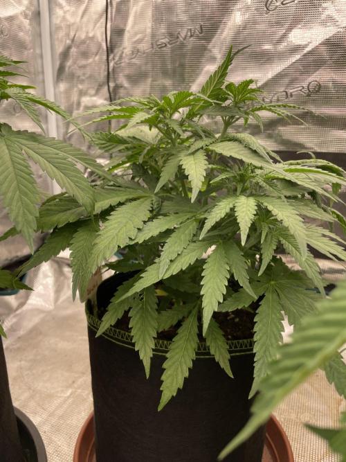 Sugar black rose 🥀. Week 6