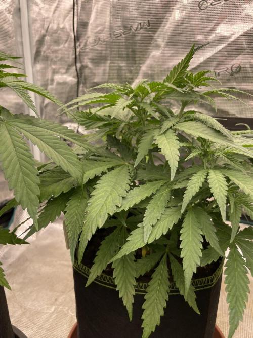 Sugar black rose 🥀. Week 6