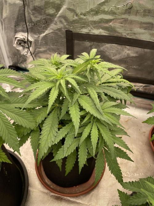 Sugar black rose 🥀. Week 6