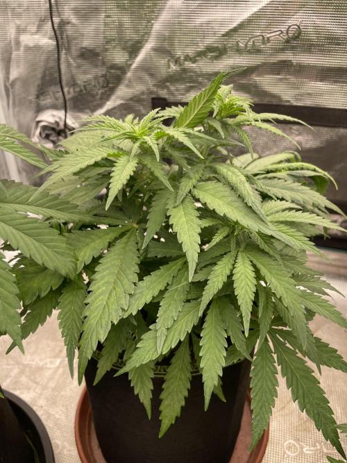 Sugar black rose 🥀. Week 6