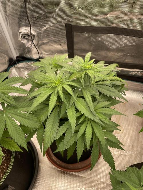 Sugar black rose 🥀. Week 6