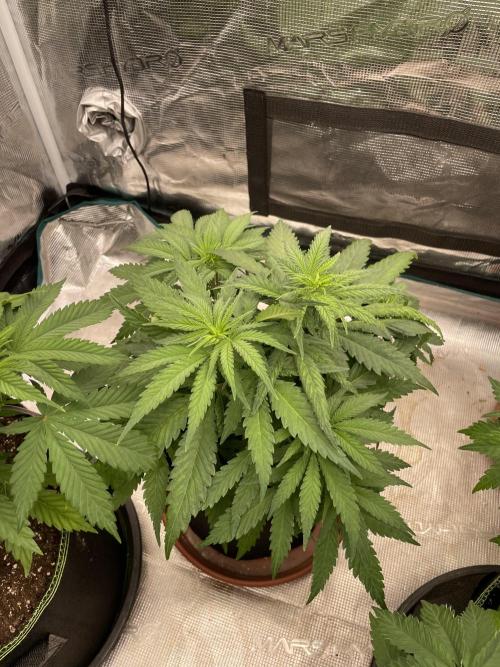 Sugar black rose 🥀. Week 6