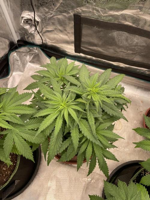 Sugar black rose 🥀. Week 6