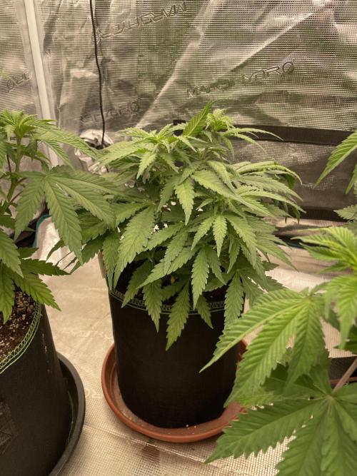 Sugar black rose 🥀. Week 6