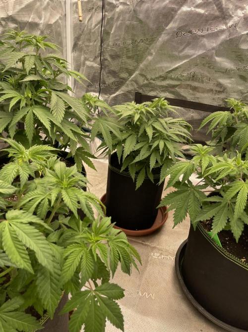 Sugar black rose 🥀. Week 6