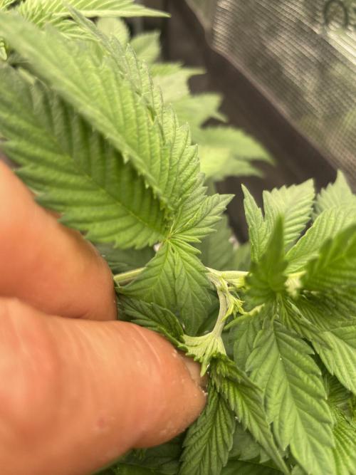 Orange ooze. Week 6
