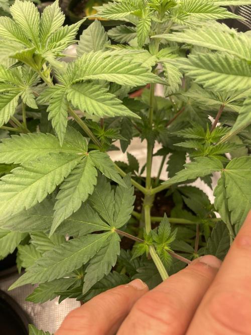 Orange ooze. Week 6