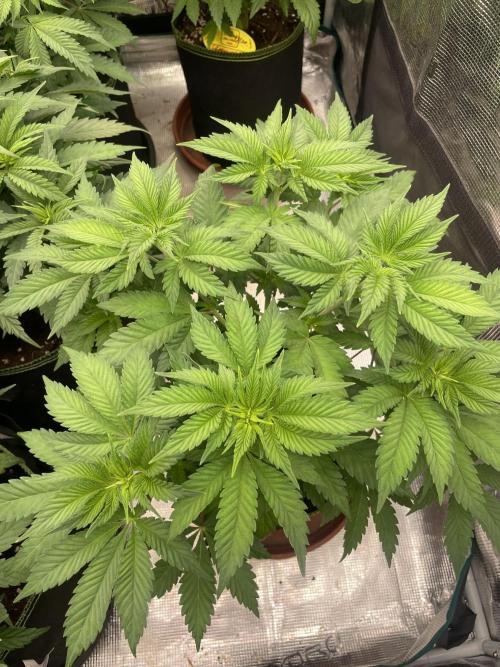 Orange ooze. Week 6