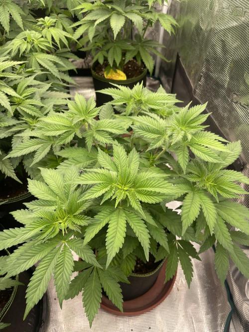 Orange ooze. Week 6