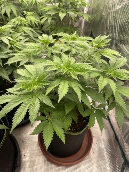 Orange ooze. Week 6