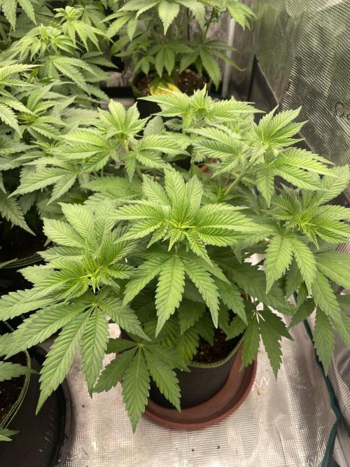 Orange ooze. Week 6