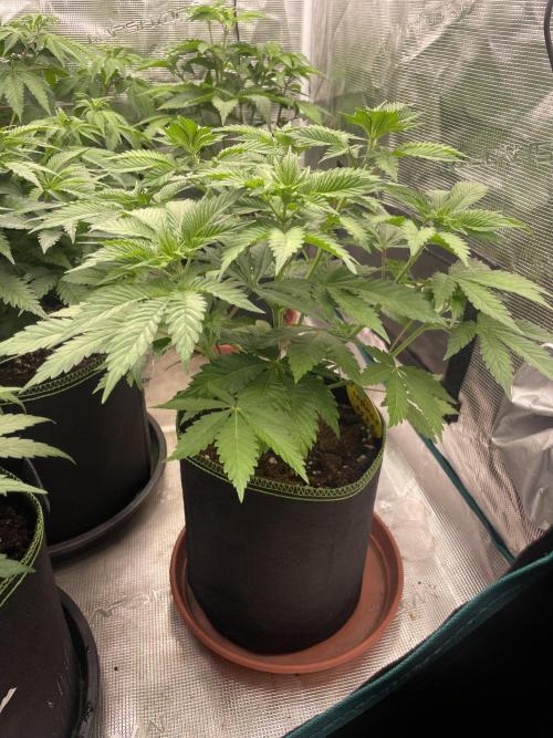 Orange ooze. Week 6
