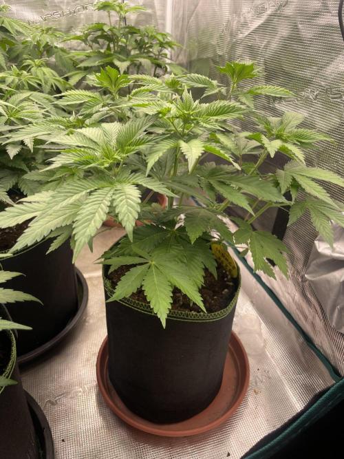 Orange ooze. Week 6