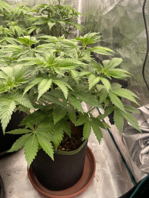 Orange ooze. Week 6