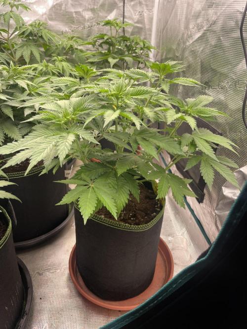 Orange ooze. Week 6