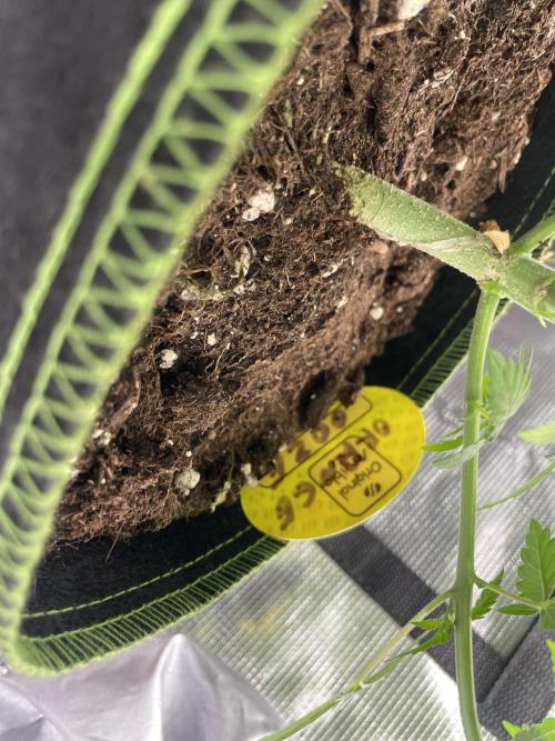 Orange ooze. Week 6