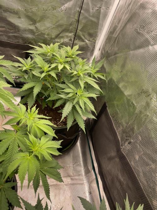 Bubble 🫧 OG gum. Week 7