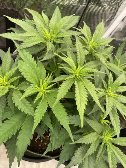 Bubble 🫧 OG gum. Week 7