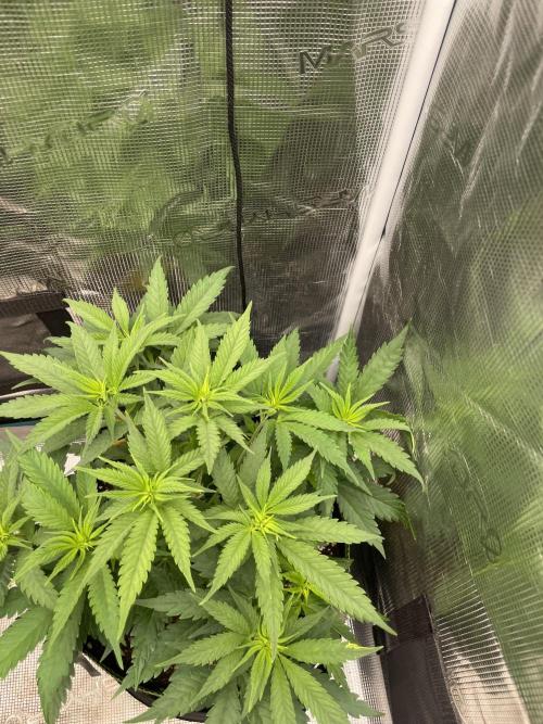 Bubble 🫧 OG gum. Week 7