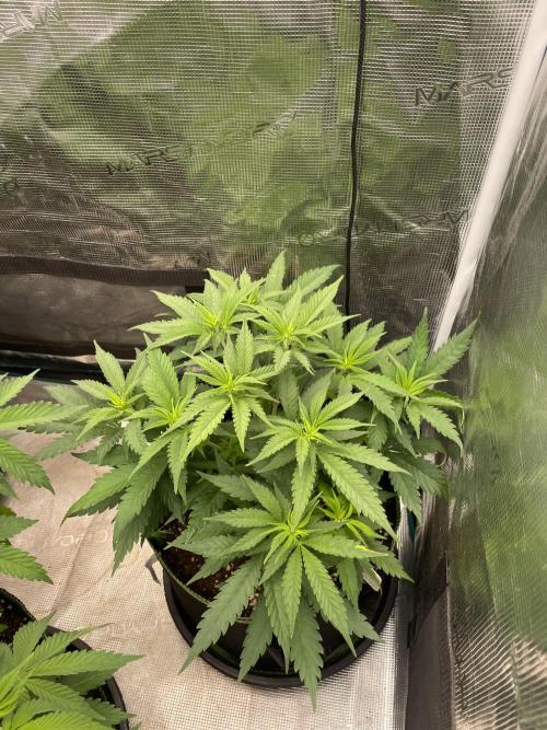 Bubble 🫧 OG gum. Week 7