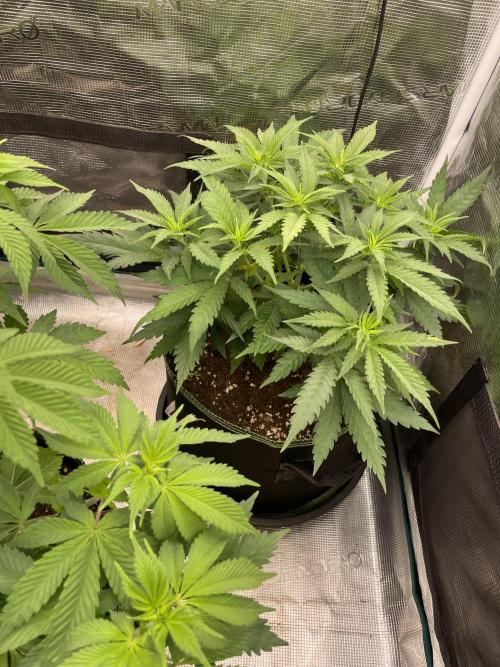 Bubble 🫧 OG gum. Week 7