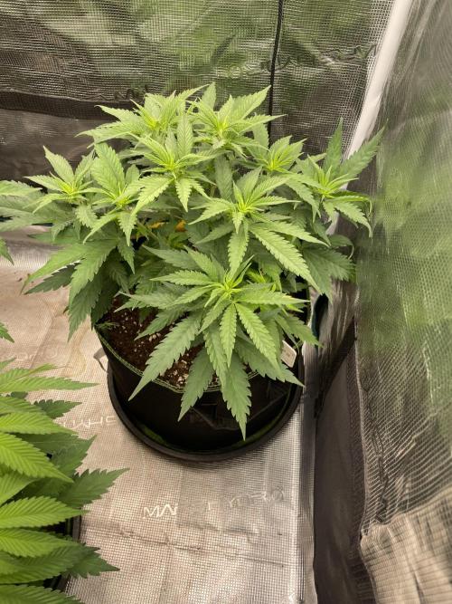 Bubble 🫧 OG gum. Week 7