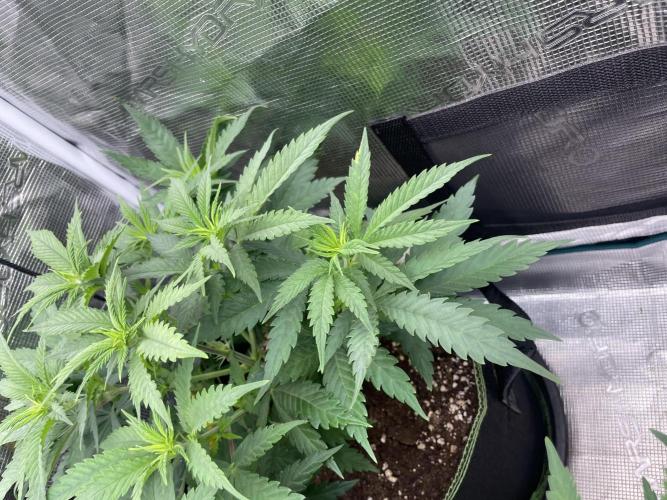 Bubble 🫧 OG gum. Week 7