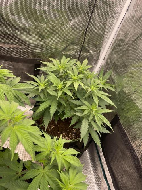Bubble 🫧 OG gum. Week 7