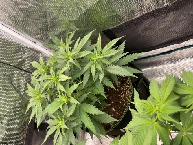 Bubble 🫧 OG gum. Week 7