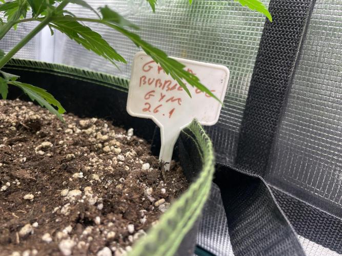 Bubble OG Gum. Week 7