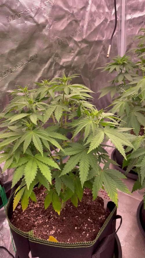 Gorilla 🦍 melon 🍈