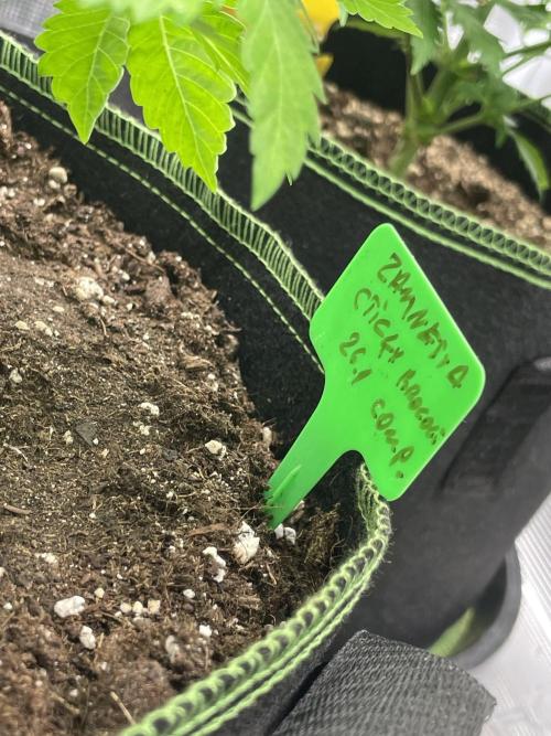 Sticky Brocoli Zamnesia+Plagron. Week 7