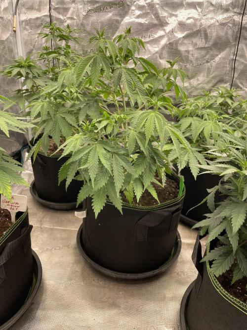 Sticky Brocoli Zamnesia+Plagron. Week 7