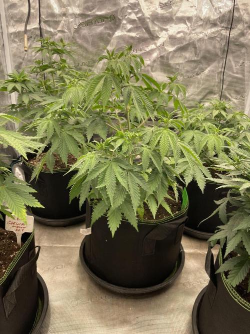 Sticky Brocoli Zamnesia+Plagron. Week 7