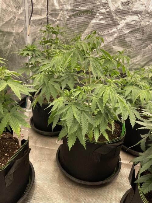Sticky Brocoli Zamnesia+Plagron. Week 7