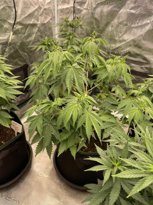 Sticky Brocoli Zamnesia+Plagron. Week 7