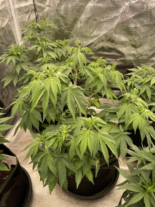 Sticky Brocoli Zamnesia+Plagron. Week 7