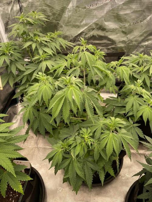 Sticky Brocoli Zamnesia+Plagron. Week 7