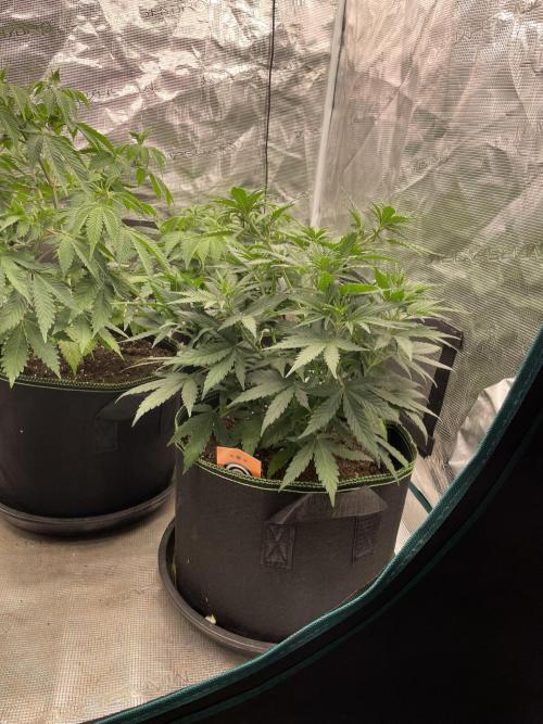 Sunset 🌅 sherbet. Week 7
