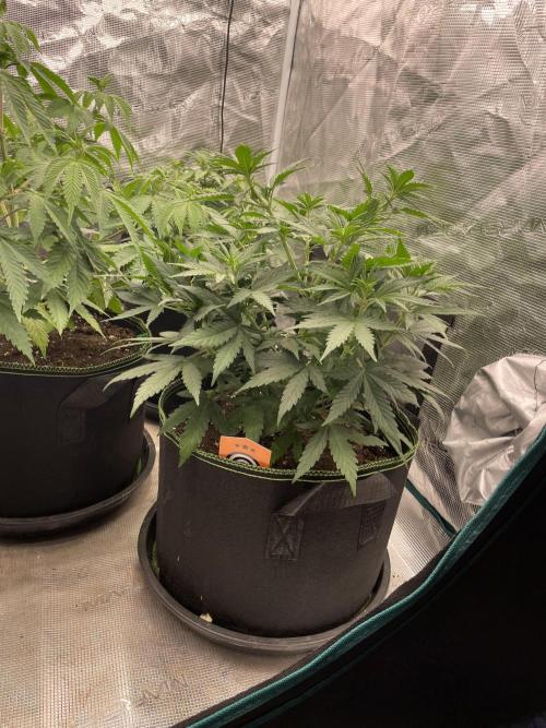 Sunset 🌅 sherbet. Week 7