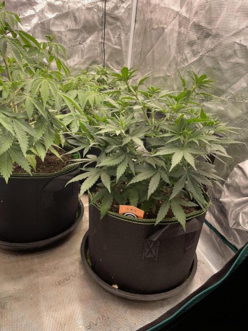 Sunset 🌅 sherbet. Week 7