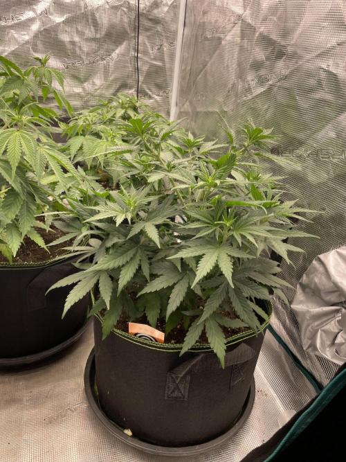 Sunset 🌅 sherbet. Week 7