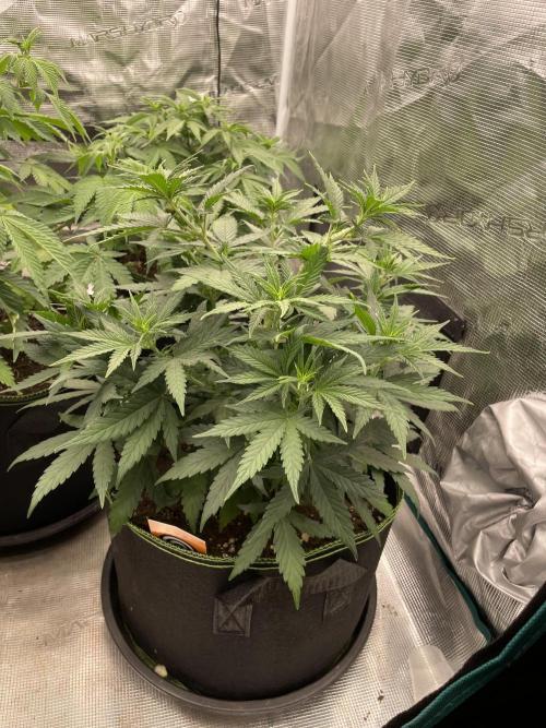 Sunset 🌅 sherbet. Week 7
