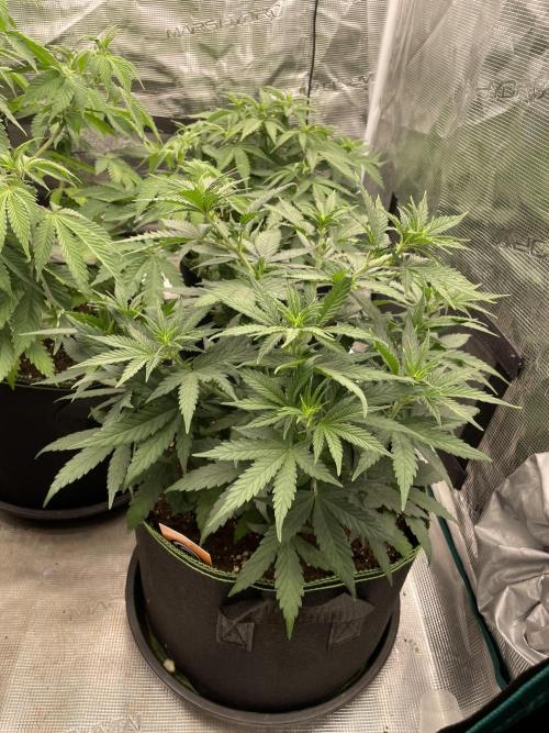Sunset 🌅 sherbet. Week 7