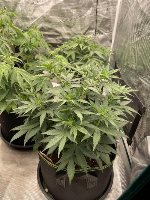 Sunset 🌅 sherbet. Week 7